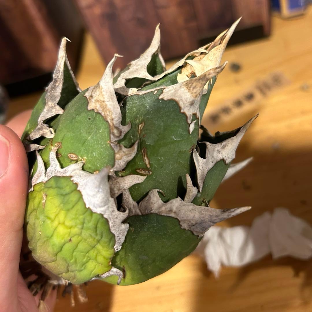 レッドキャットウィーズル（ゴリ猫）×FO-076（白蟻）極上美株　まとめ売り特価