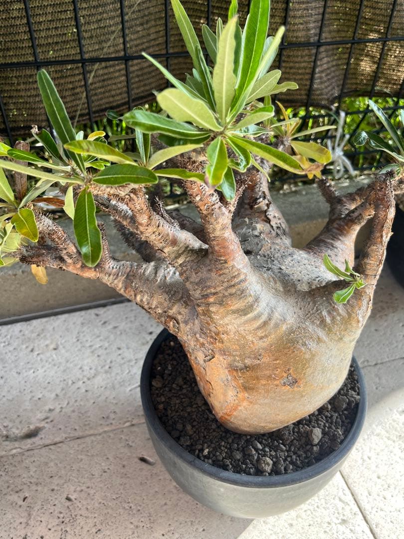 ラスト大幅値下げ　【綴化】 特大 グラキリス 現地球