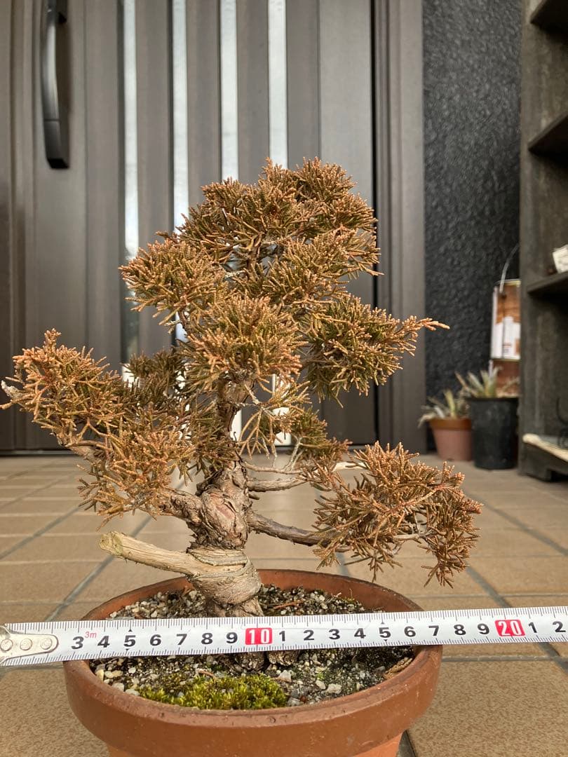 ◉小品盆栽　真柏糸魚川　超優良素材　大特価！早いもの勝ち