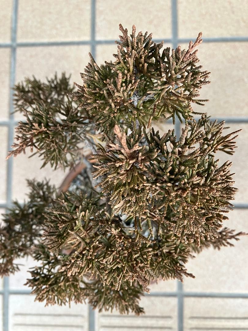 ◉小品盆栽　真柏糸魚川　超優良素材　大特価！早いもの勝ち