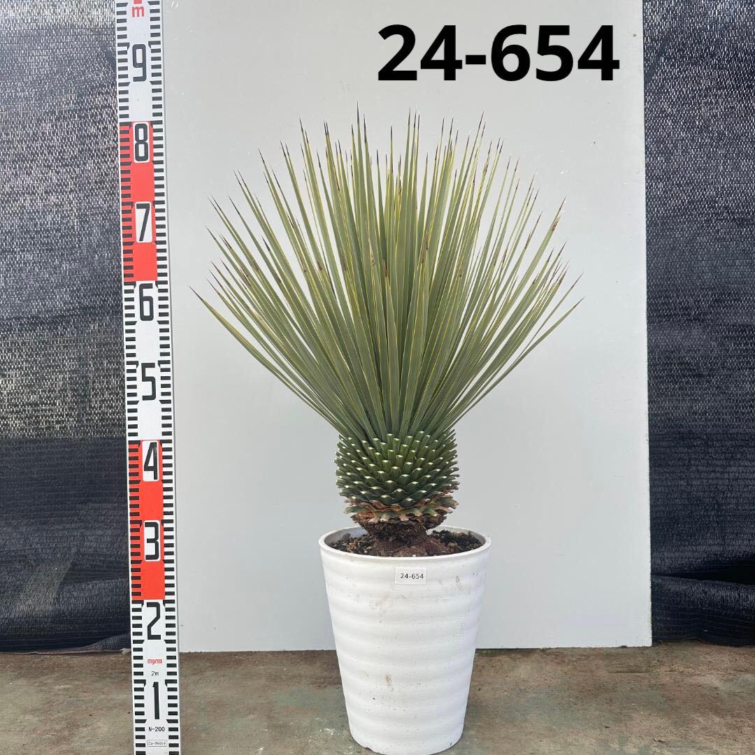 ユッカ　ロストラータ【24-654】超美形　シルバーブルー