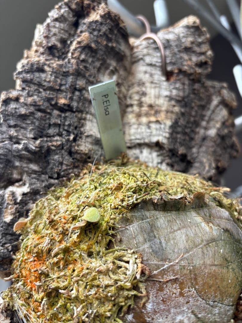 ビカクシダ P.Era 着生植物