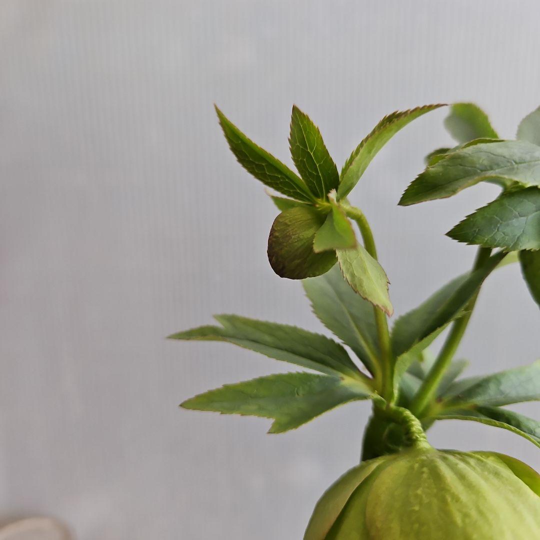 ㉖-502クリスマスローズ