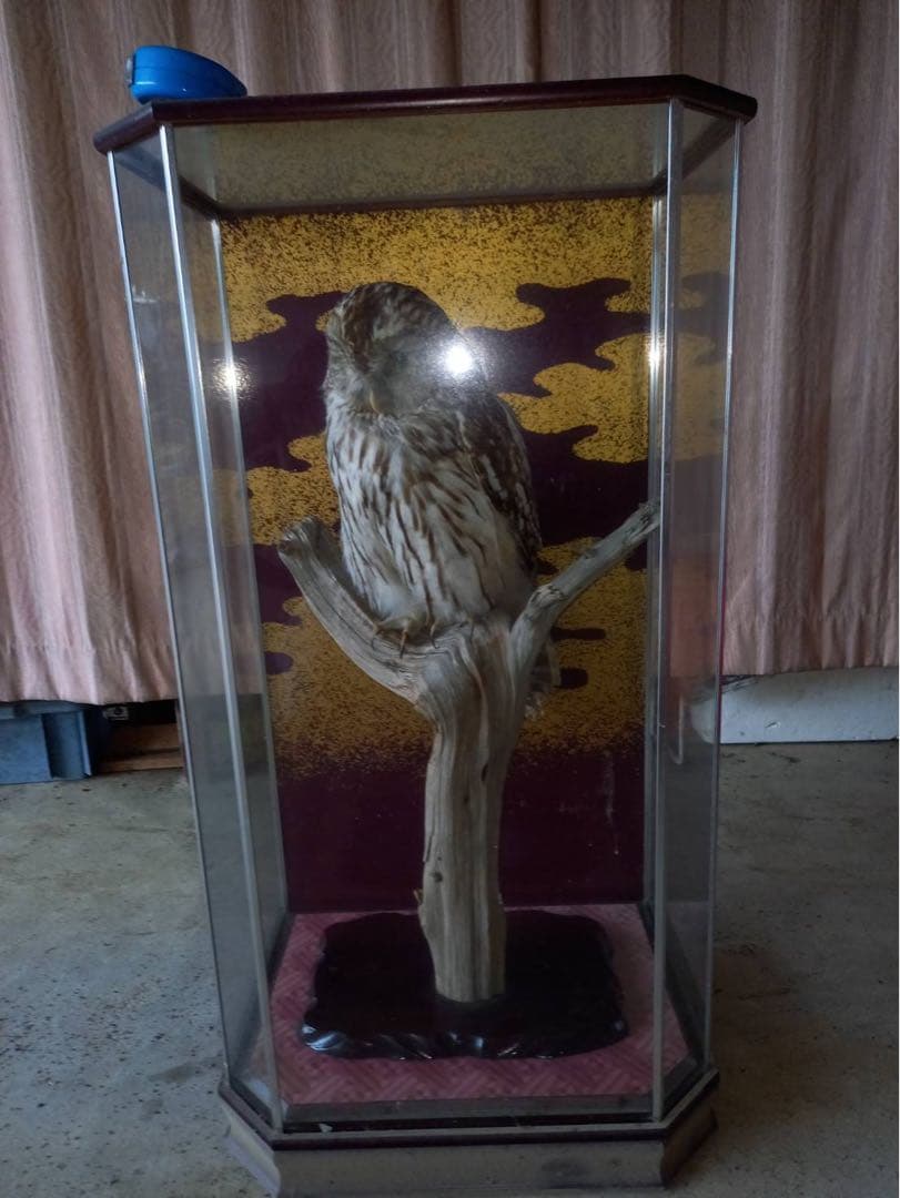 フクロウの剥製