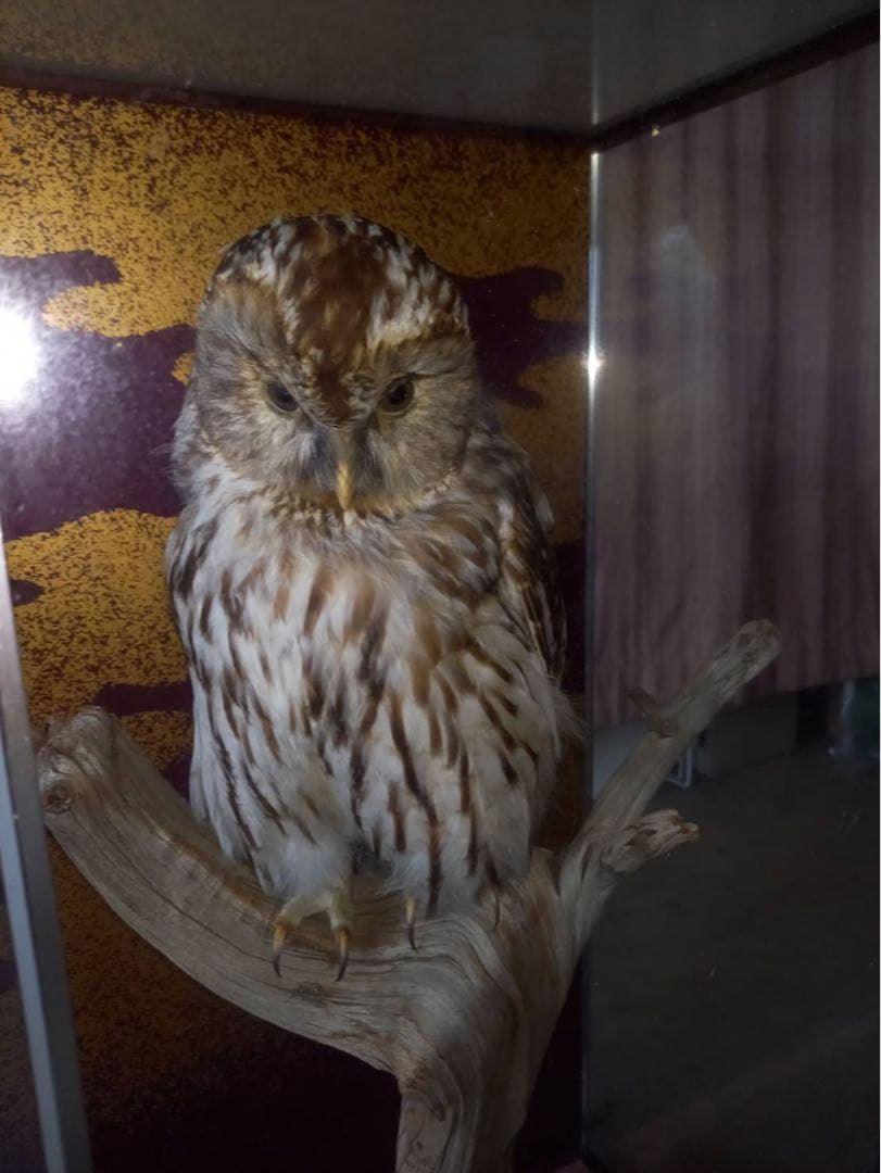 フクロウの剥製
