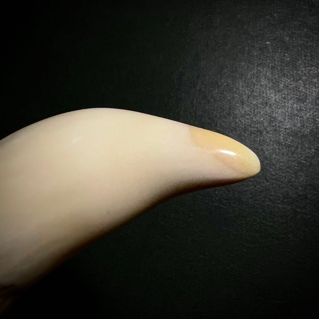 美品 鯨歯の置物【残1】