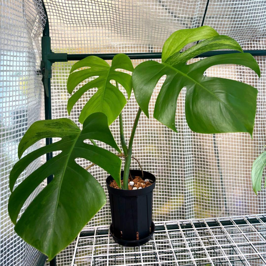 極上　モンステラ　セブブルーフルミント\