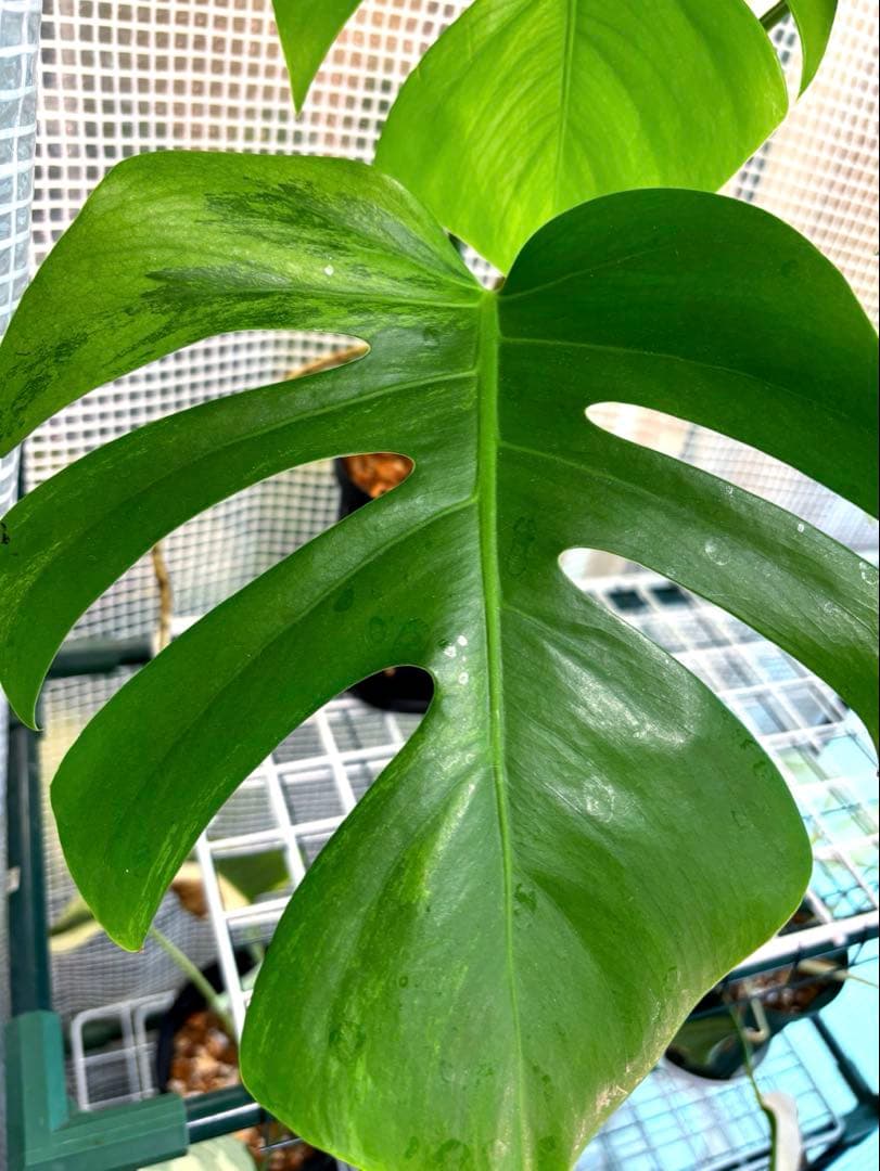 極上　モンステラ　セブブルーフルミント\"Ocean\"　安定美斑　斑入り