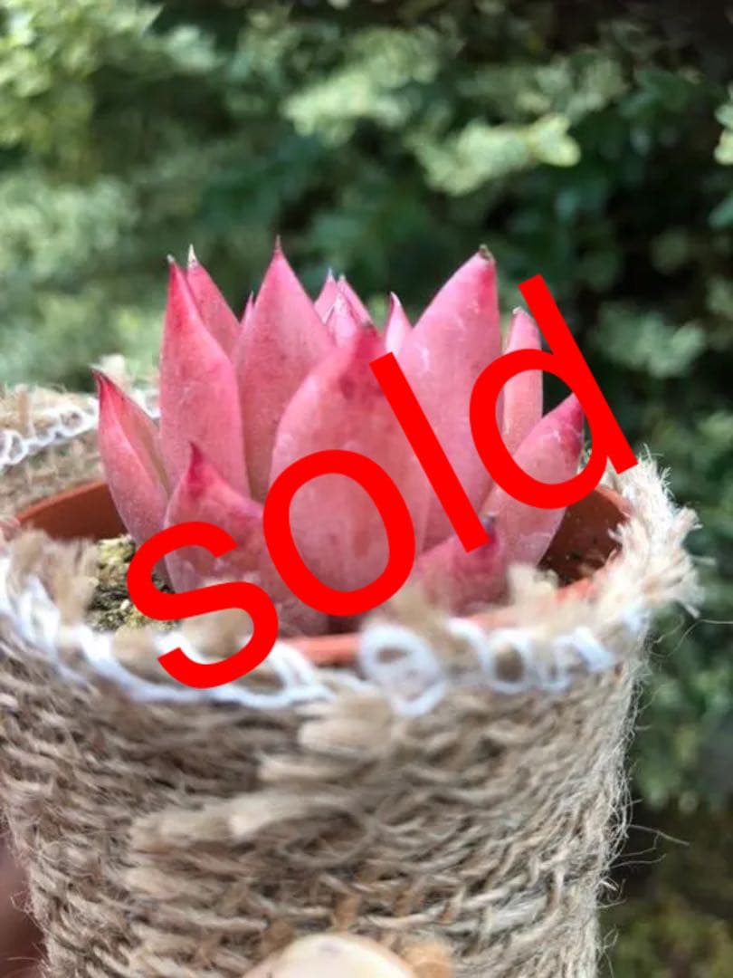 多肉植物 赤い子♡ラスト！