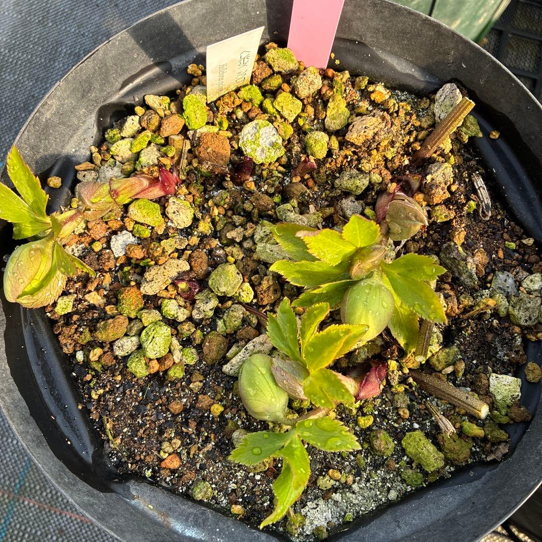 ①クリスマスローズ　原種　シクロフィルス　6寸