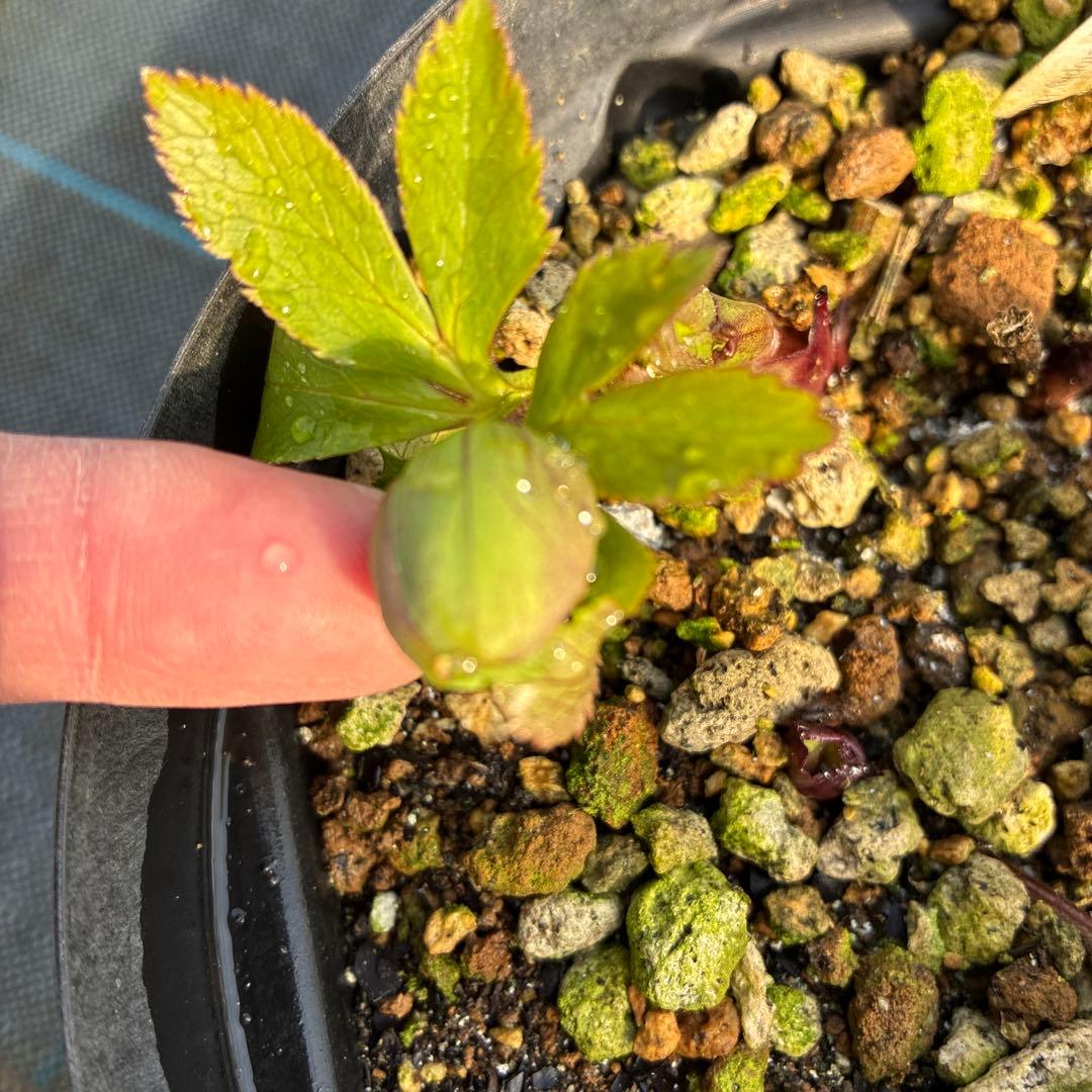 ①クリスマスローズ　原種　シクロフィルス　6寸