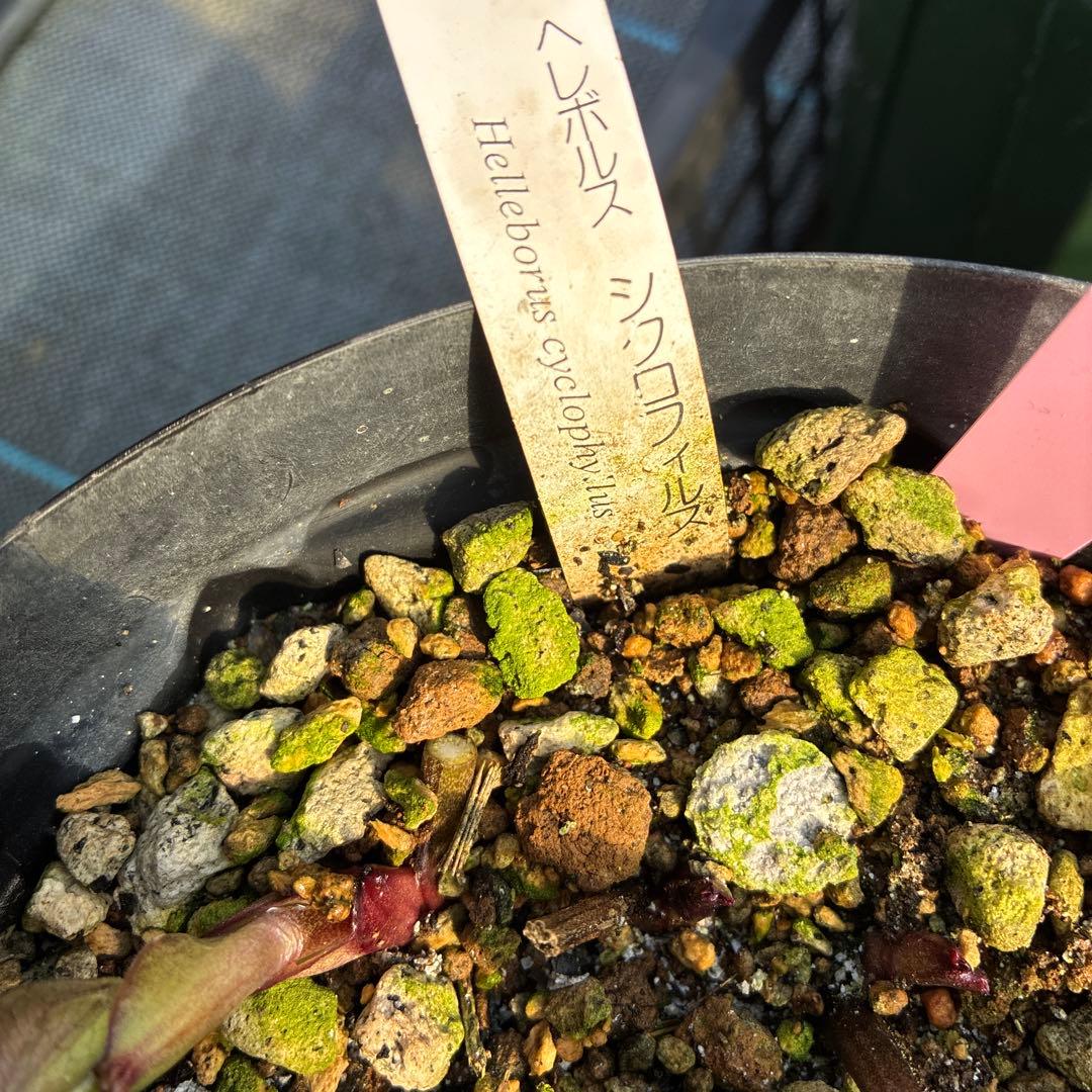 ①クリスマスローズ　原種　シクロフィルス　6寸