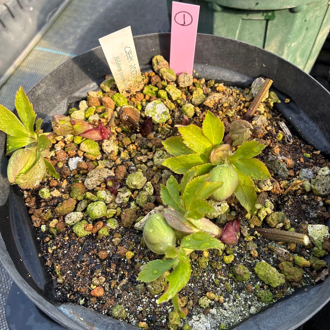 ①クリスマスローズ　原種　シクロフィルス　6寸