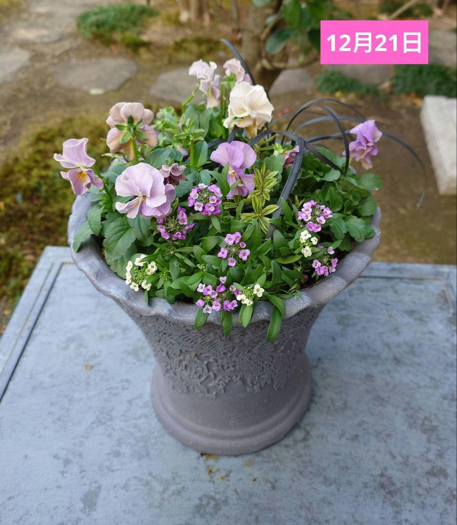 寄せ植え花　ローランサングレー