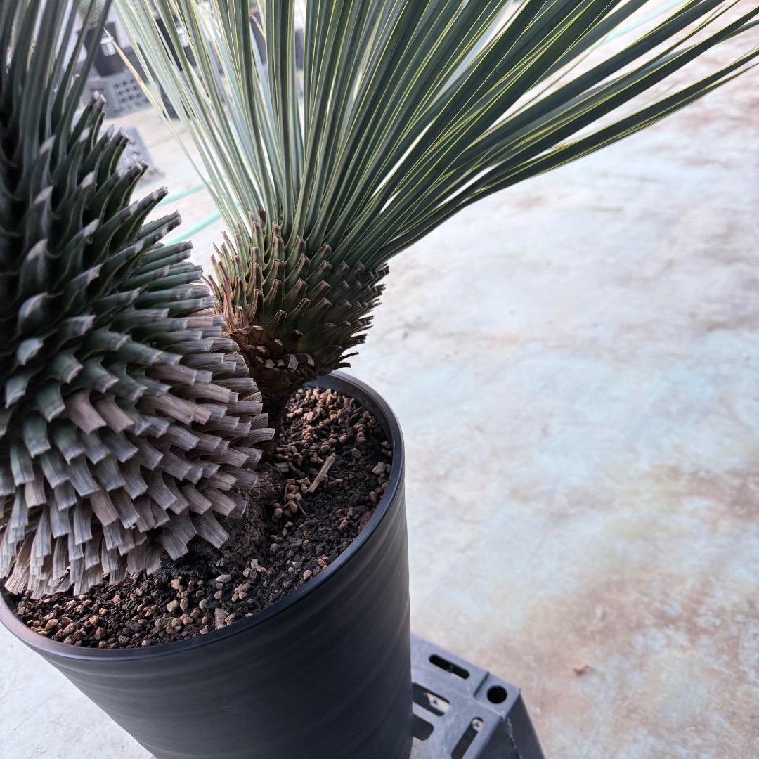 J*7様 【AL1108】ユッカ　ロストラータ　ダブルヘッド　極太　シルバーブル