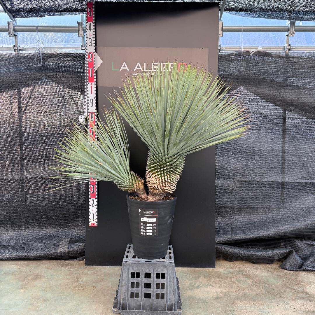 J*7様 【AL1108】ユッカ　ロストラータ　ダブルヘッド　極太　シルバーブル