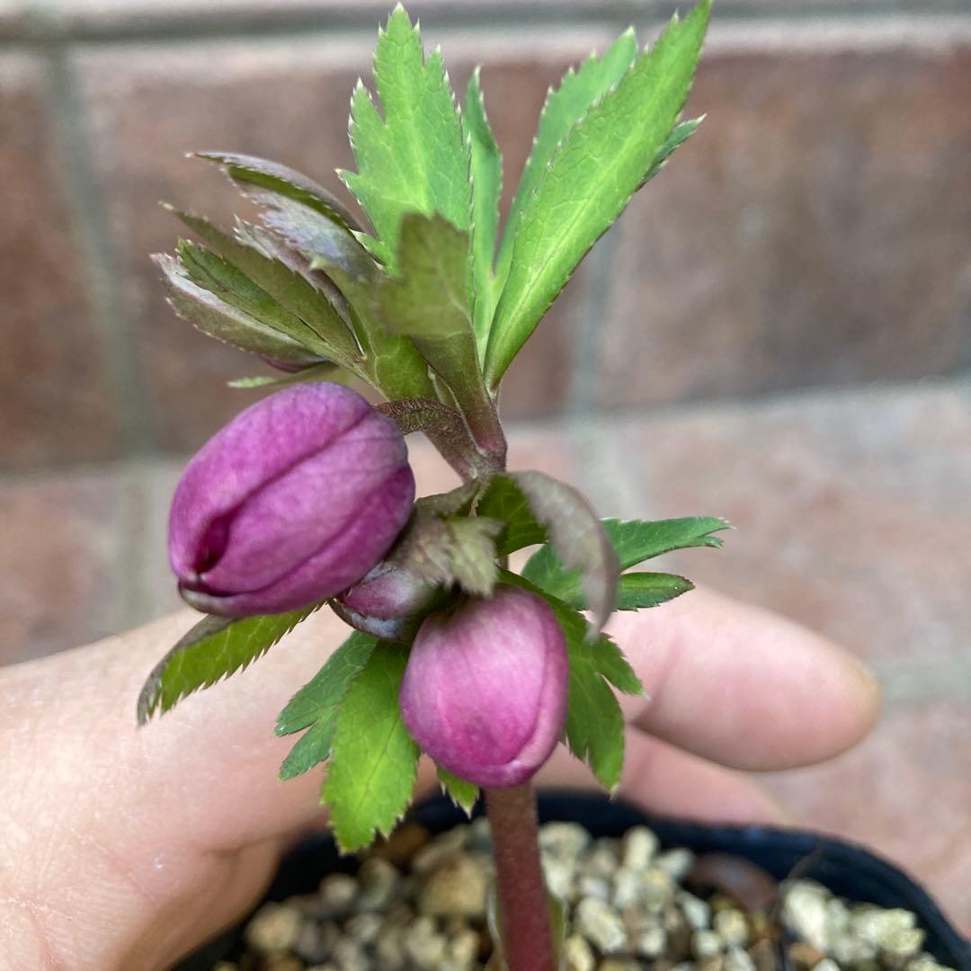 クリスマスローズ　小輪多花ピンク