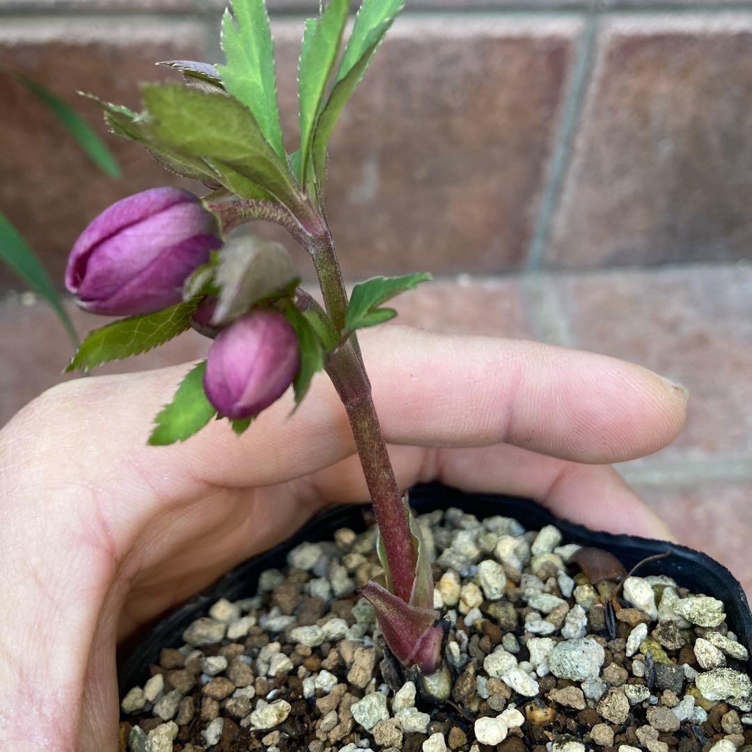 クリスマスローズ　小輪多花ピンク