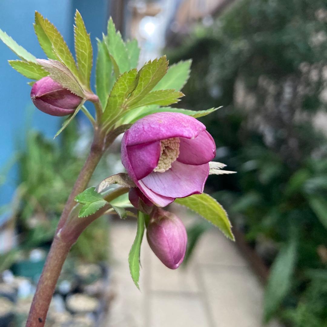 クリスマスローズ　小輪多花ピンク