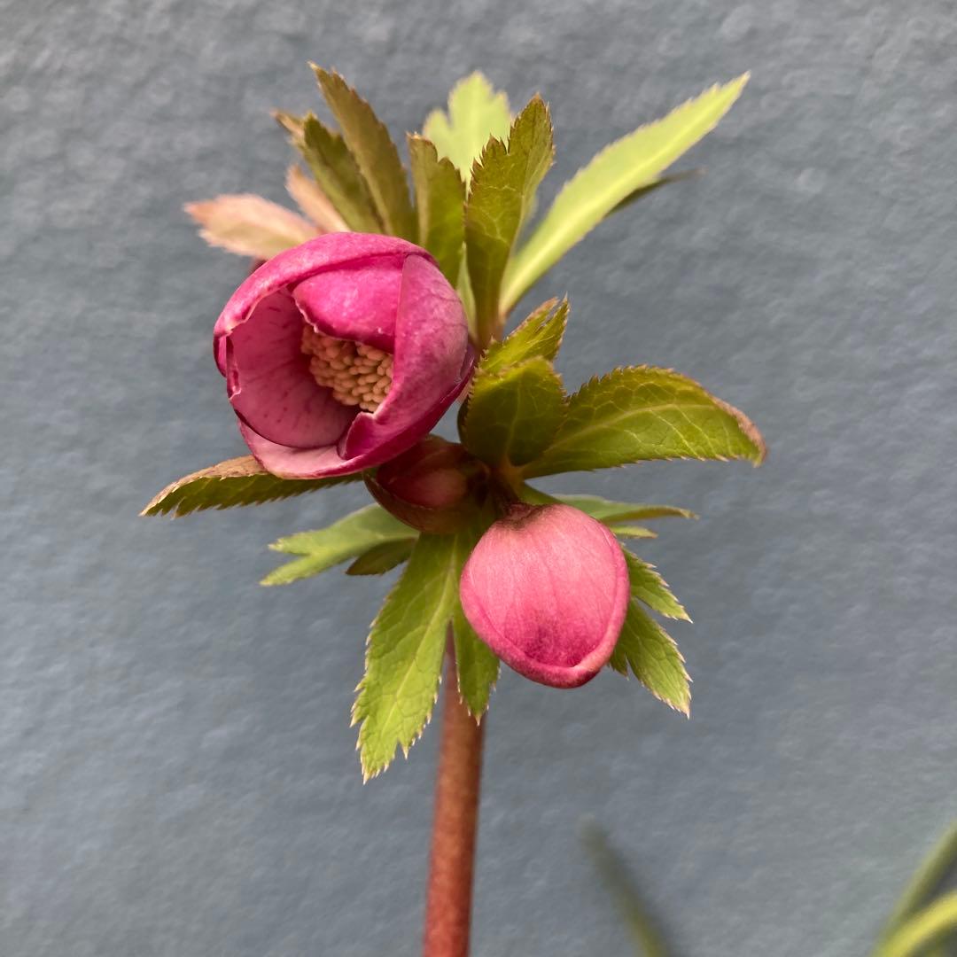 クリスマスローズ　小輪多花ピンク