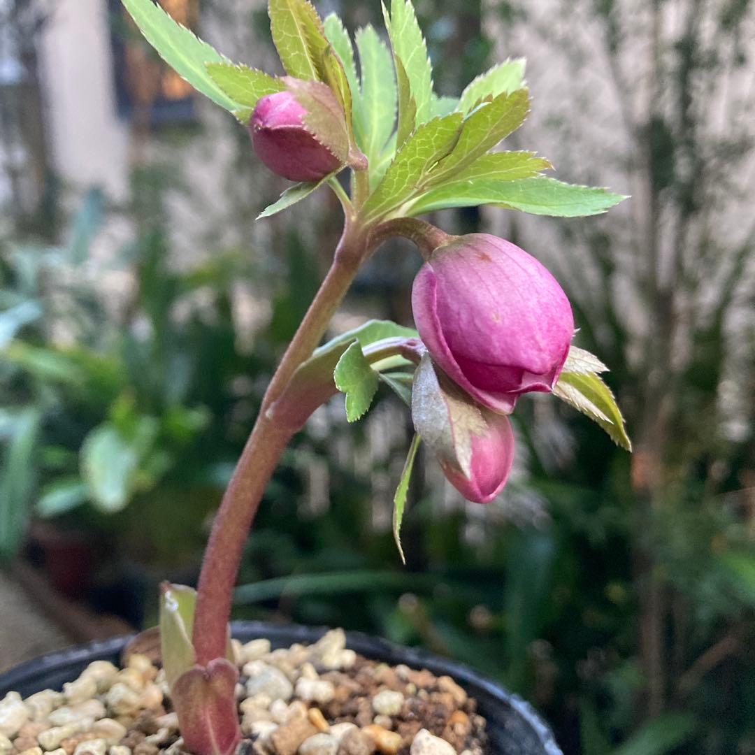 クリスマスローズ　小輪多花ピンク