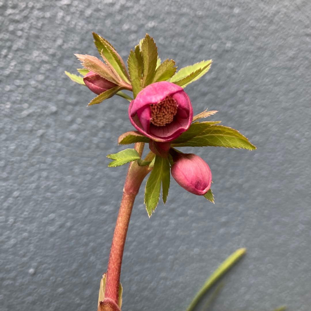 クリスマスローズ　小輪多花ピンク