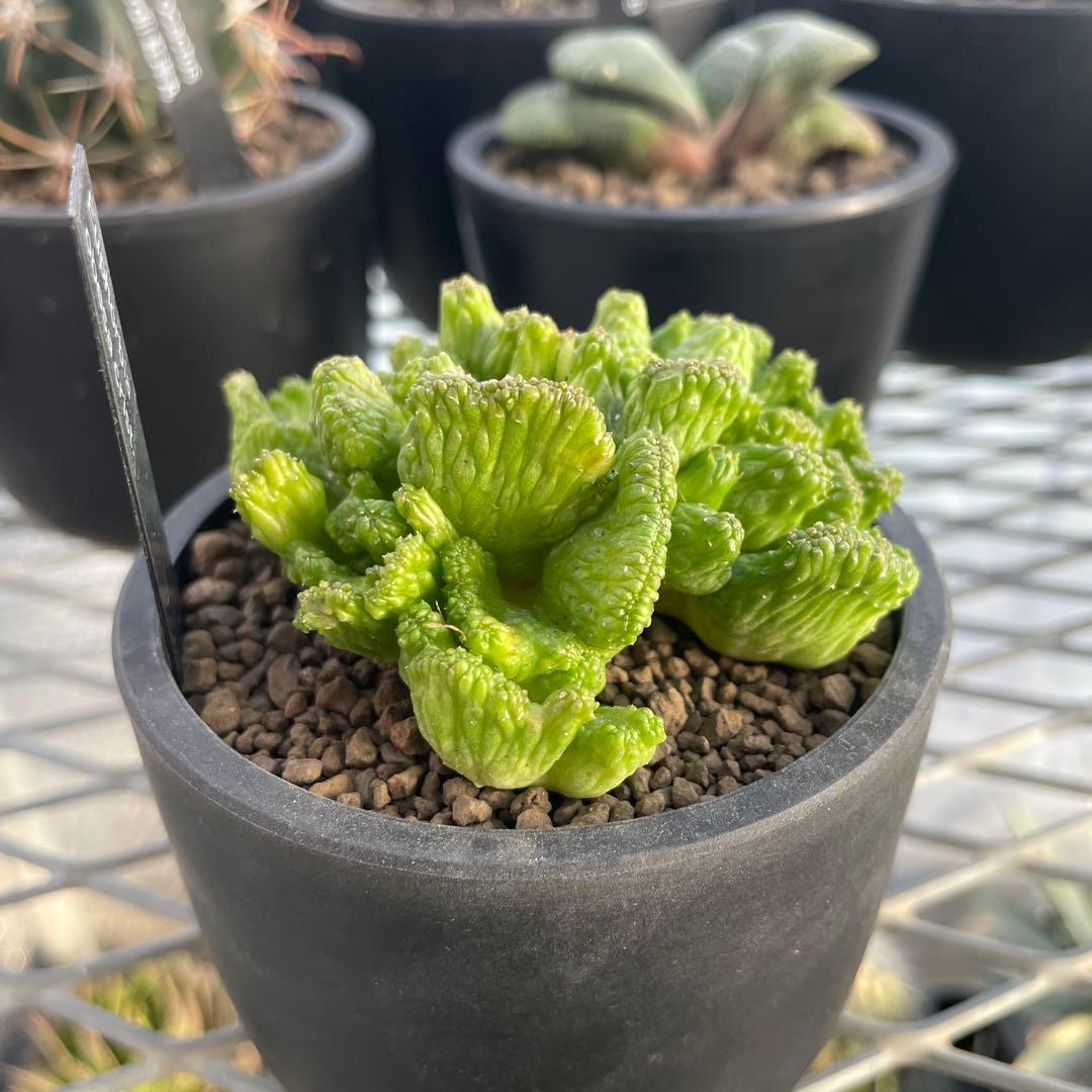 ユーフォルビア オベサ 綴化タイプ 2.5号プラ鉢