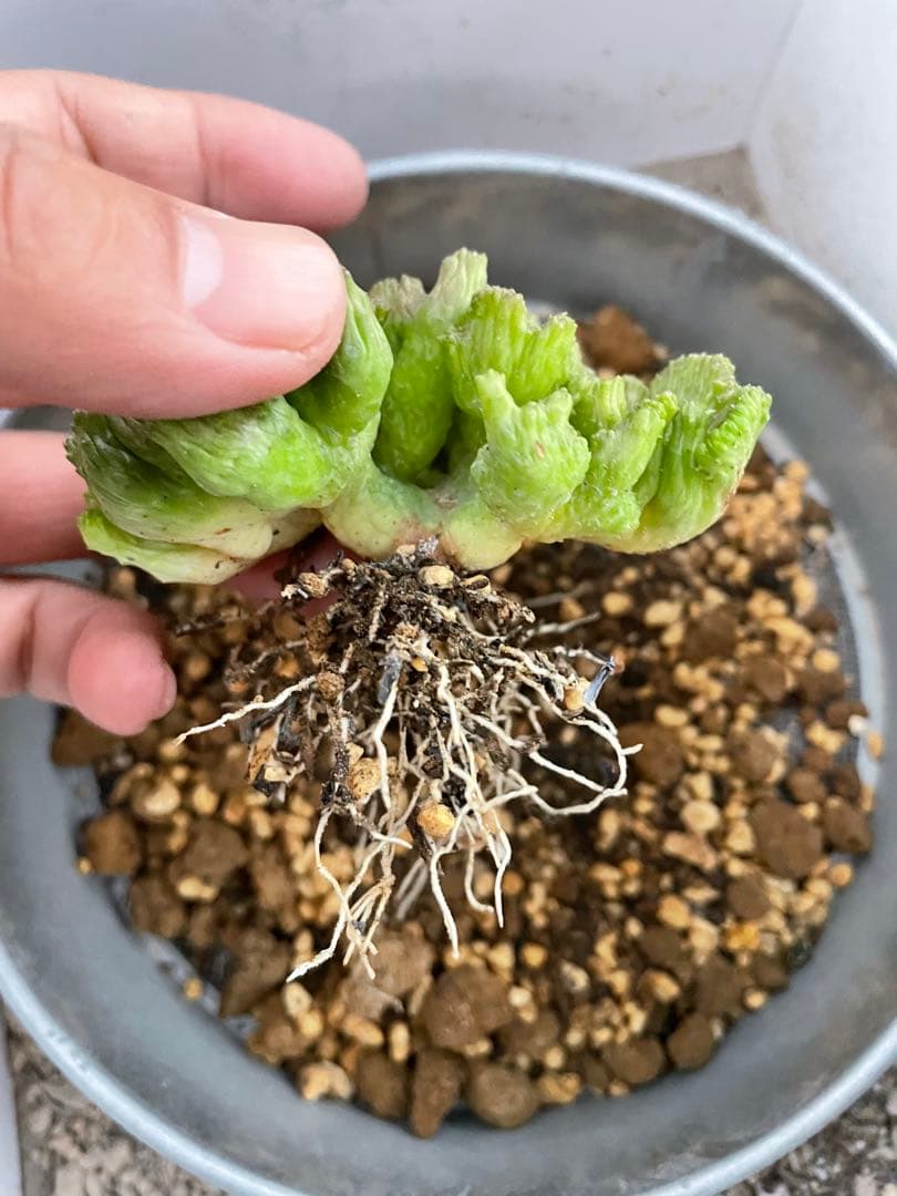 ユーフォルビア オベサ 綴化タイプ 2.5号プラ鉢