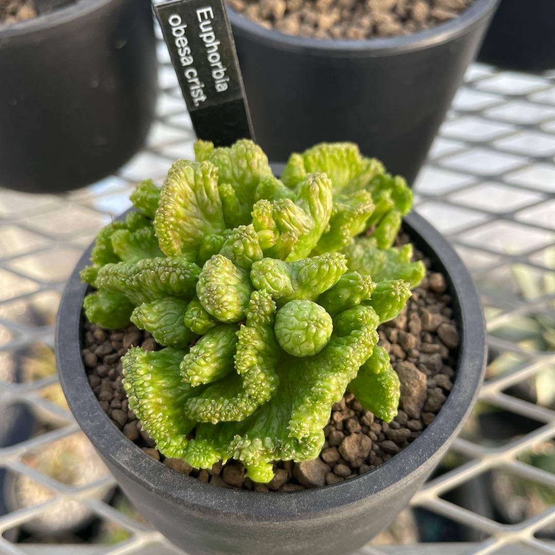 ユーフォルビア オベサ 綴化タイプ 2.5号プラ鉢
