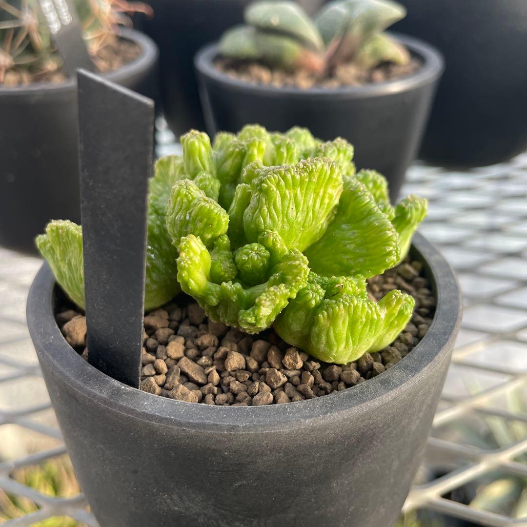 ユーフォルビア オベサ 綴化タイプ 2.5号プラ鉢