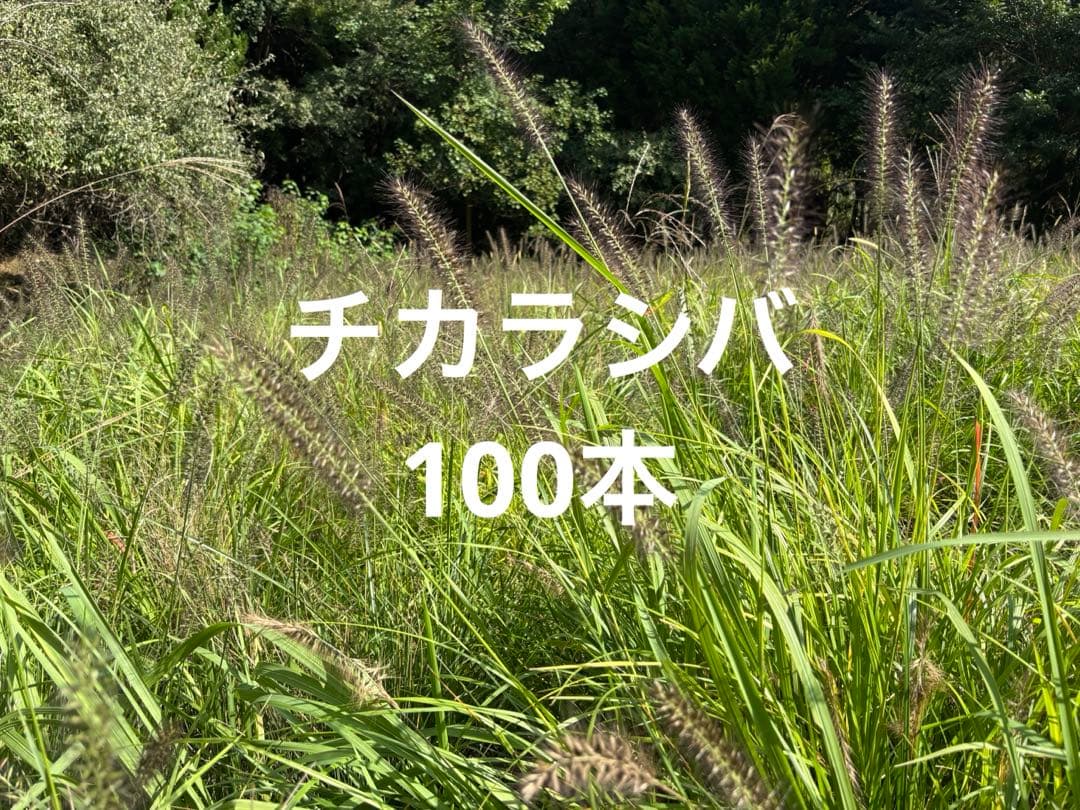 チカラシバ