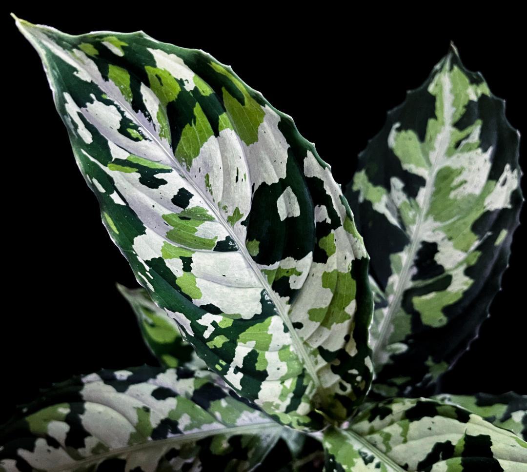 ◆RGL◆ マルチカラー 南スマトラ ワイルド 現地便 アグラオネマピクタム