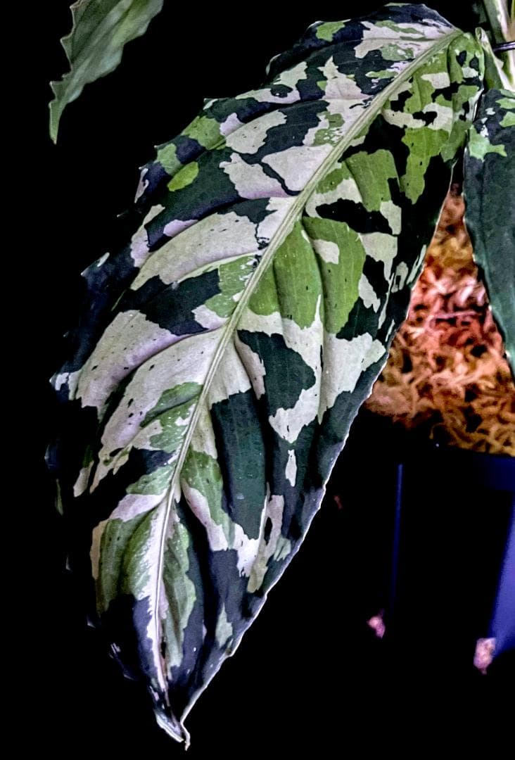 ◆RGL◆ マルチカラー 南スマトラ ワイルド 現地便 アグラオネマピクタム