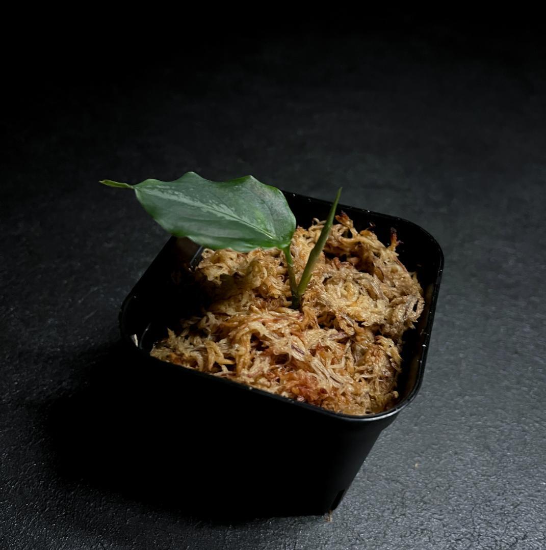 ◆RGL◆ マルチカラー 南スマトラ ワイルド 現地便 アグラオネマピクタム