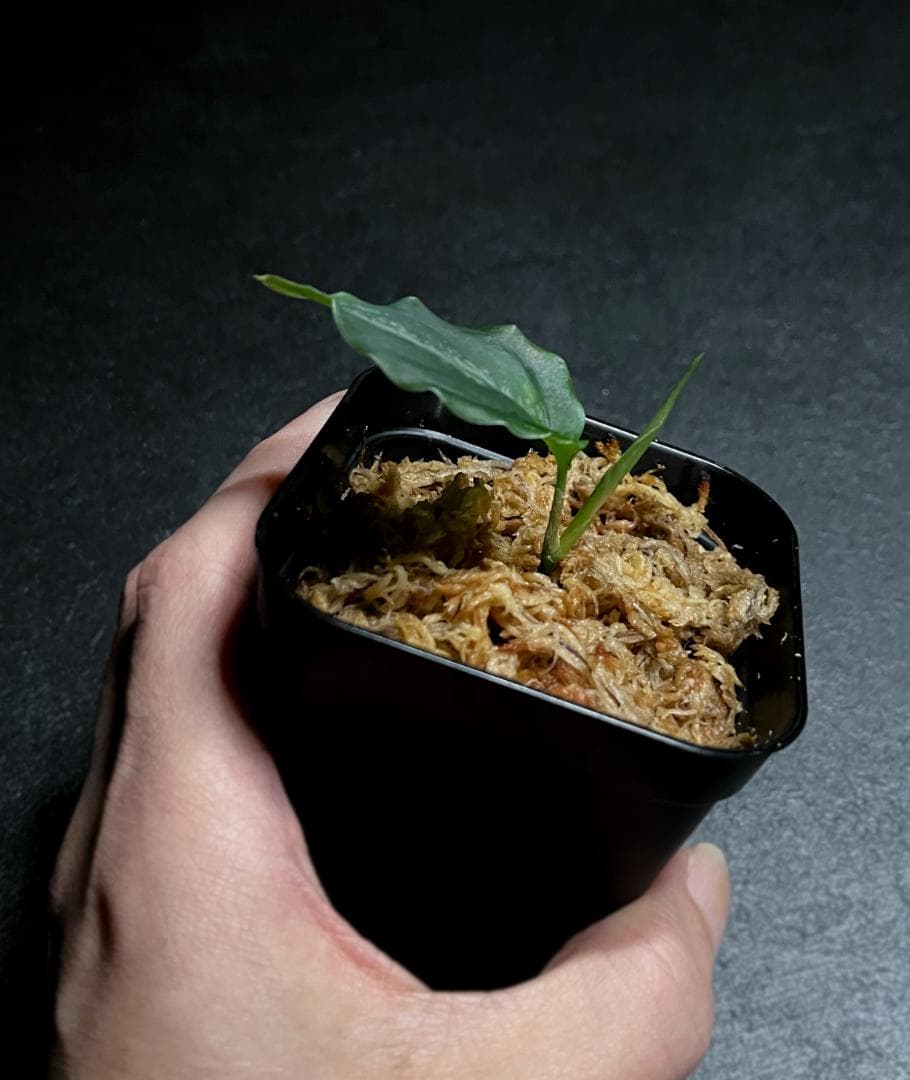 ◆RGL◆ マルチカラー 南スマトラ ワイルド 現地便 アグラオネマピクタム