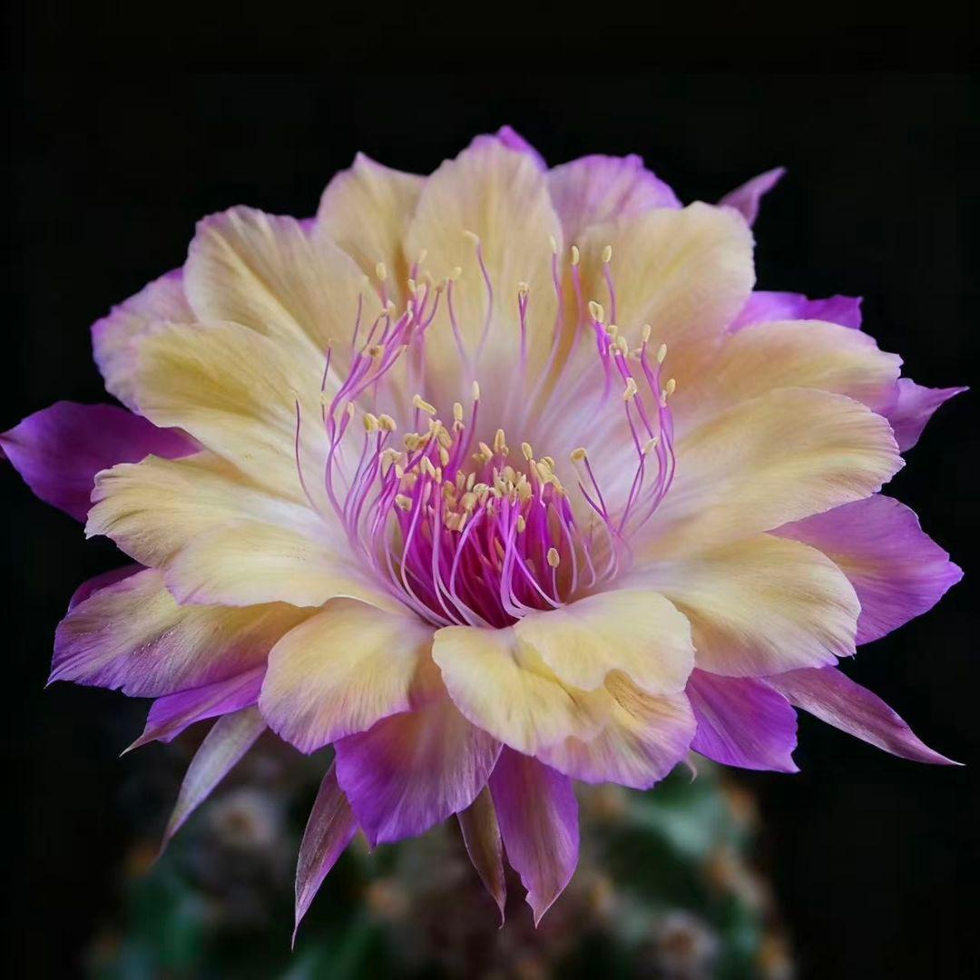 幸*運様 オーロラ　人気花サボテン　ロビビア属　　複色咲き　群開花　カキコ