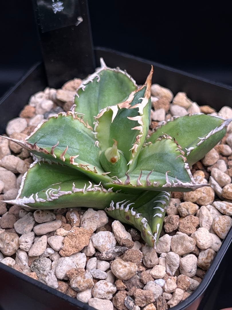 EMP アガベ チタノタ 白豪刺 錦 / AG1-896