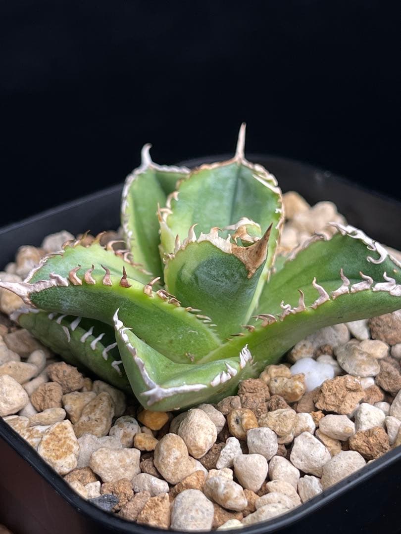 EMP アガベ チタノタ 白豪刺 錦 / AG1-896