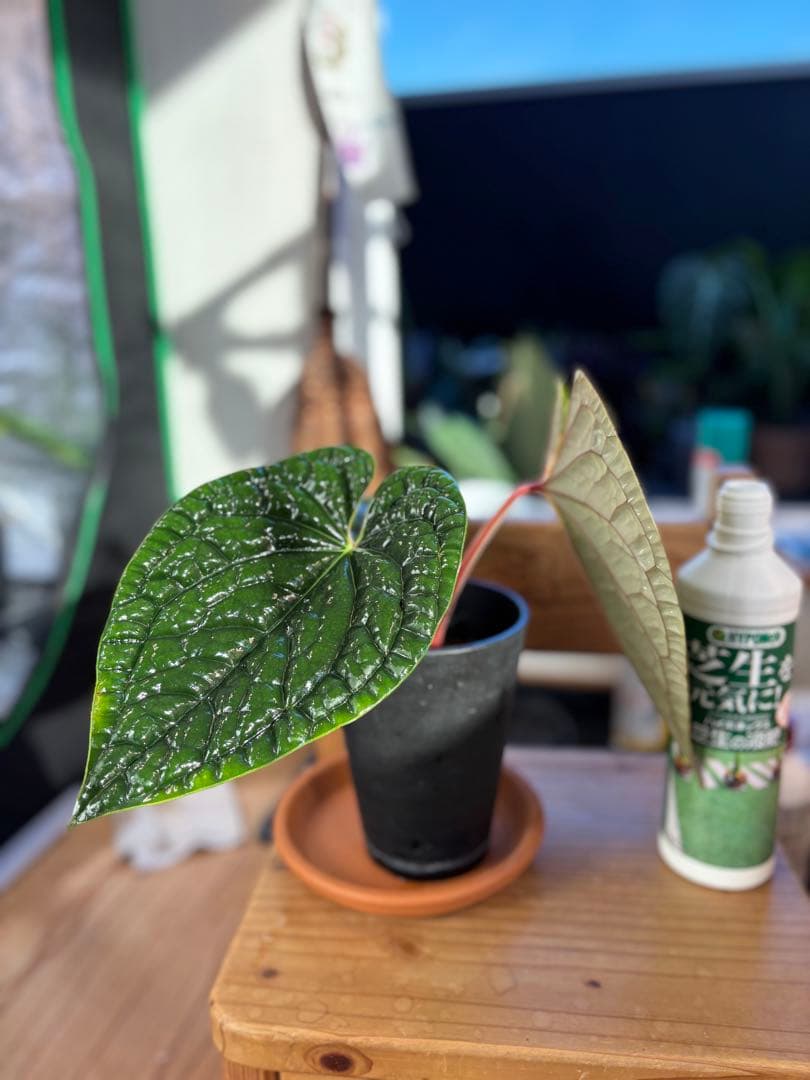 最新画像追加！アンスリウム② ルクスリアンス スーパープラチナム