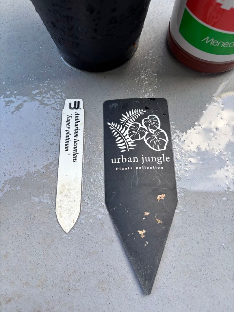 最新画像追加！アンスリウム② ルクスリアンス スーパープラチナム