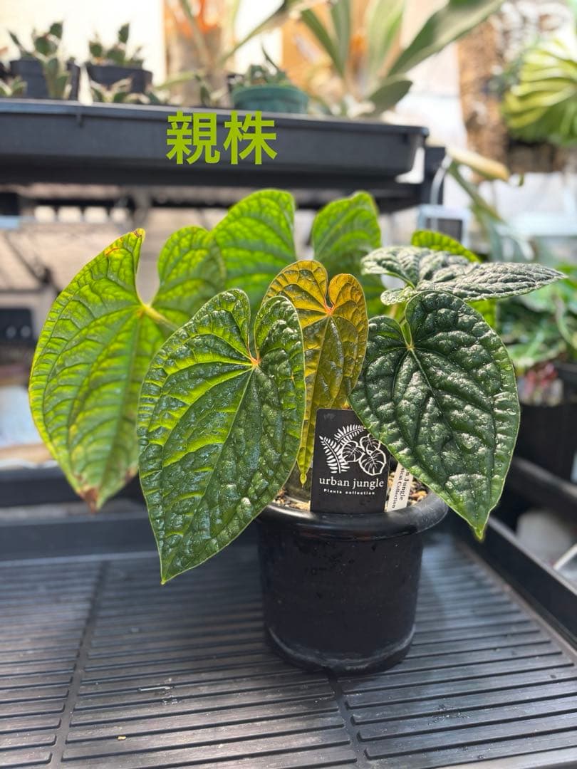 最新画像追加！アンスリウム② ルクスリアンス スーパープラチナム