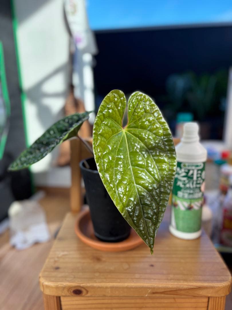 最新画像追加！アンスリウム② ルクスリアンス スーパープラチナム