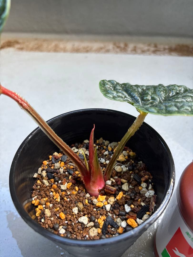 最新画像追加！アンスリウム② ルクスリアンス スーパープラチナム