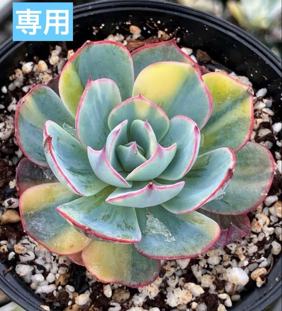 お纏め　多肉植物　アミスター錦　抜き苗