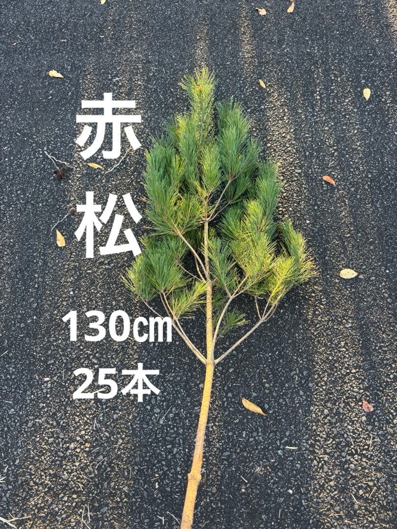 赤松　正月　門松