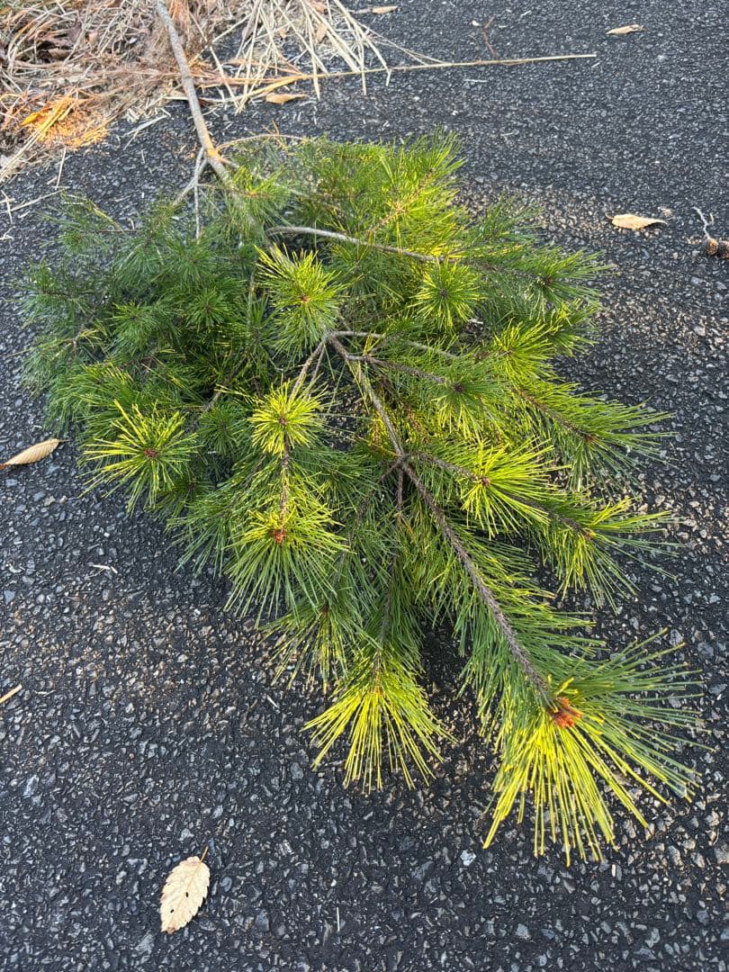 赤松　正月　門松