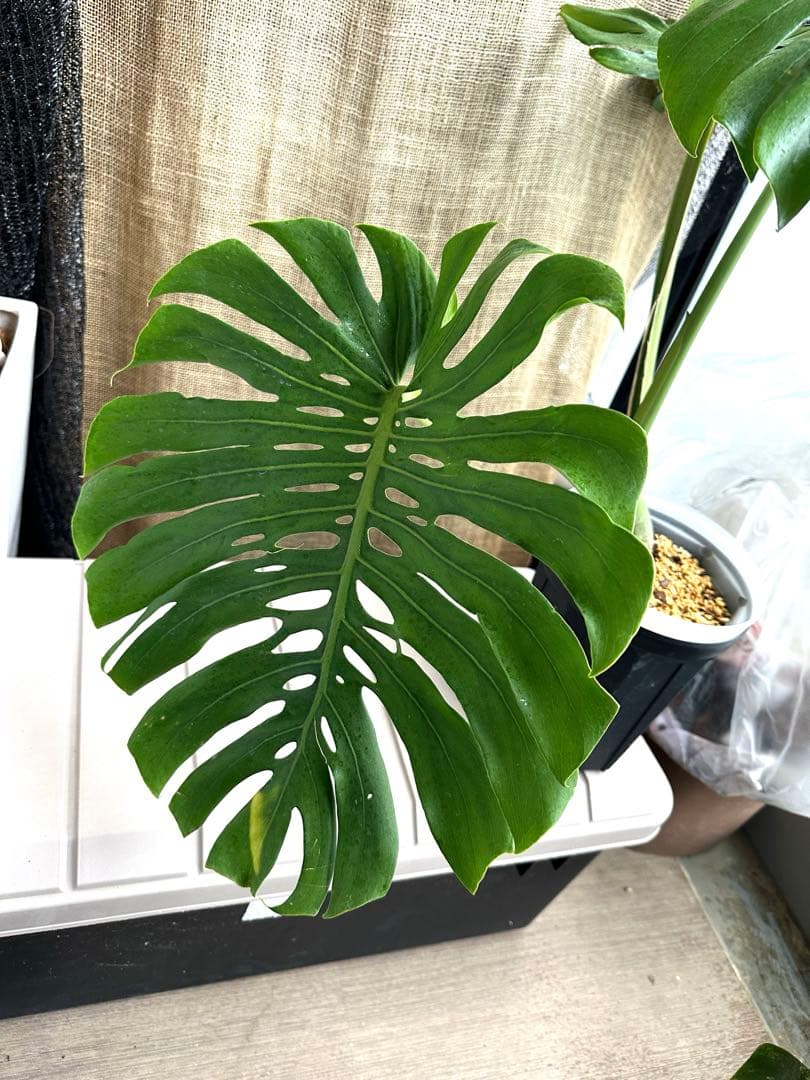 モンステラデリシオーサ マクロコズム 6号鉢 トップカット