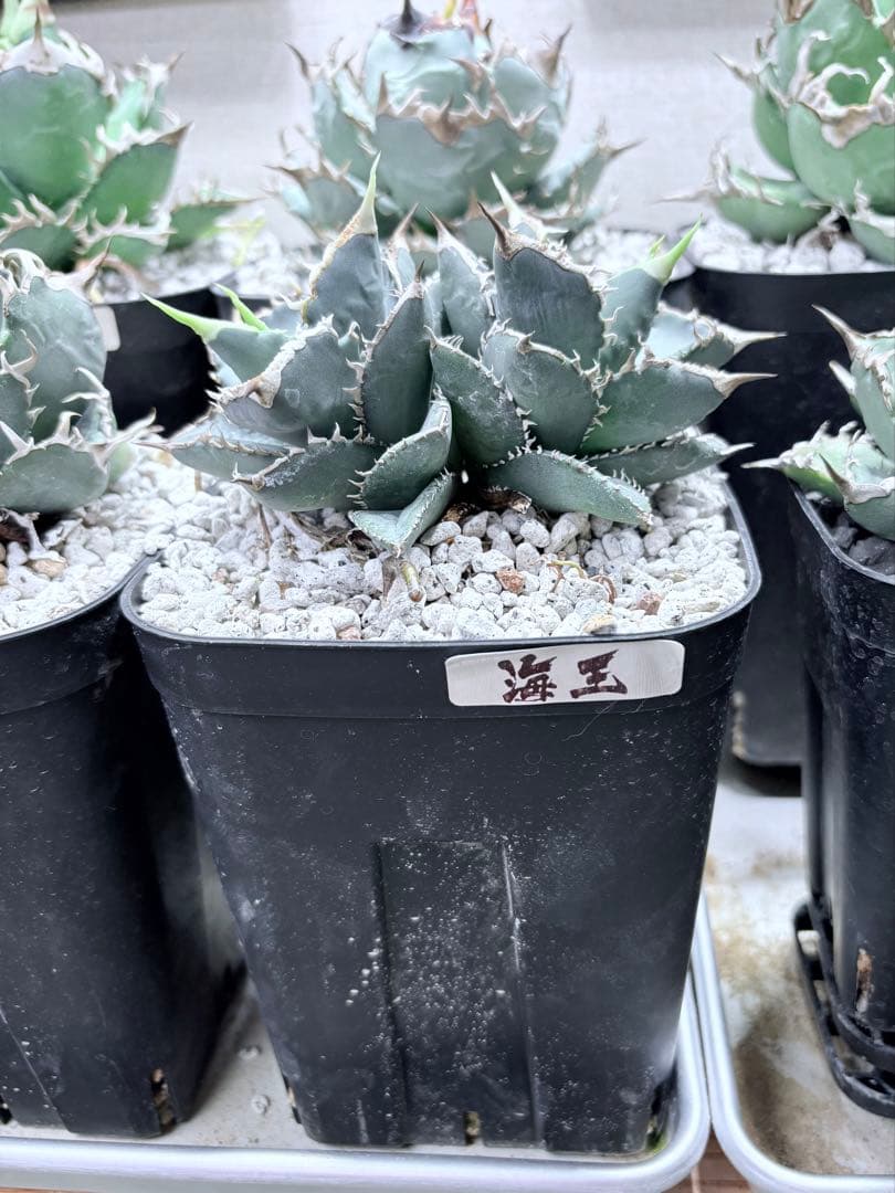 アガベ チタノタ 海王 ダブルヘッド プラステラ150付き