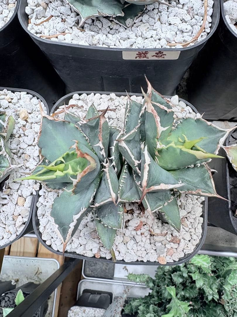 アガベ チタノタ 海王 ダブルヘッド プラステラ150付き