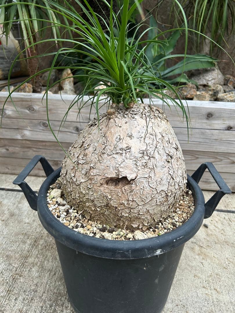 まんまる　トックリラン　特大